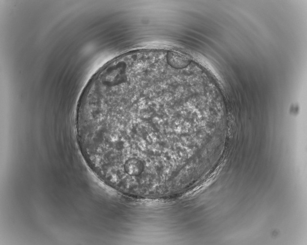 X0000093581087200711121055