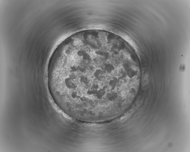 X0000093581088200711121055