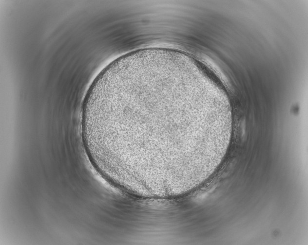 X0000093581092200711121055