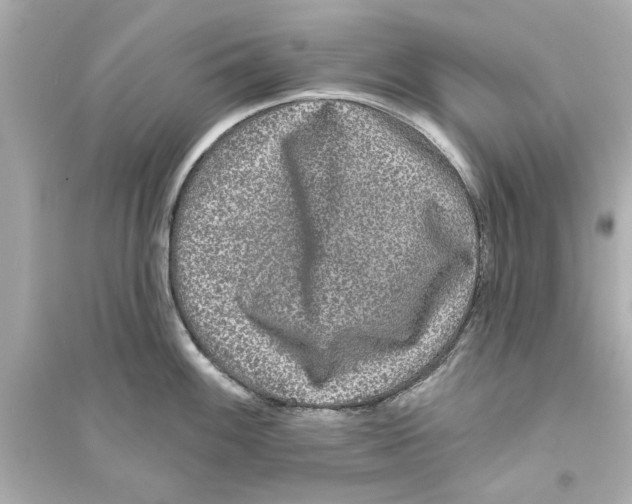 X0000093581100200711121055