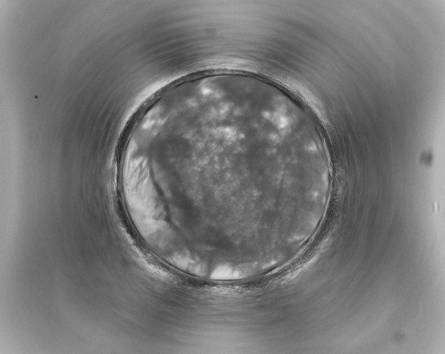 X0000093581125200711121054