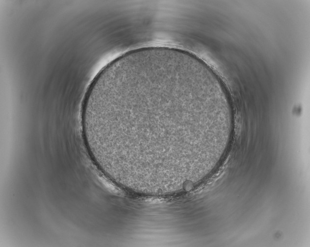 X0000093581230200711121053