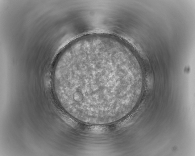 X0000093581266200711121052