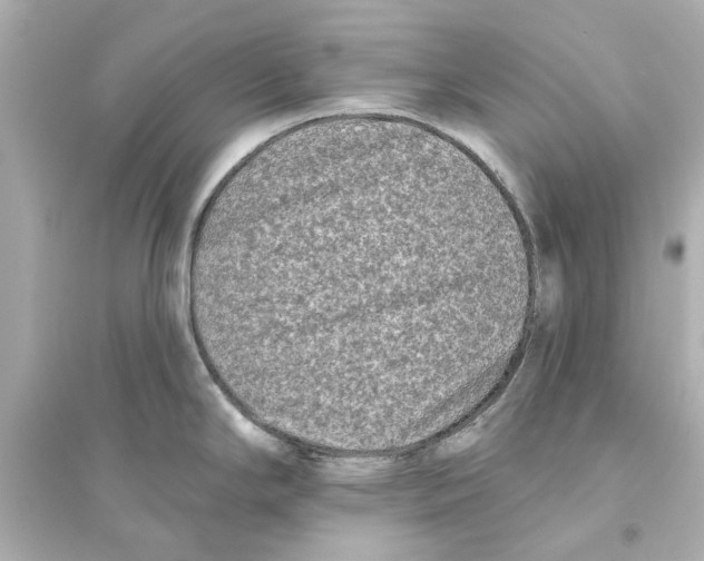 X0000093581294200711121052