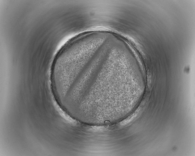 X0000093581422200711121050