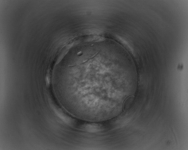X0000093590069200710221531