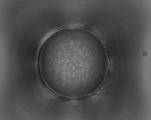 X0000093590196200710221530