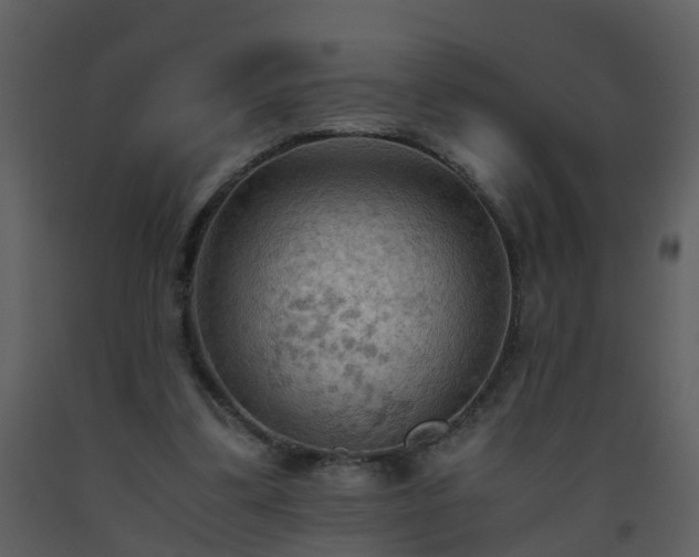 X0000093590299200710221529