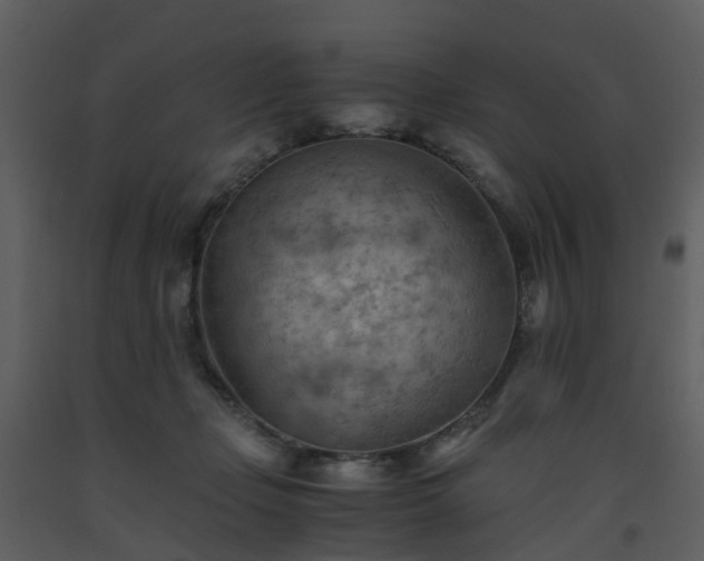 X0000093590365200710221528