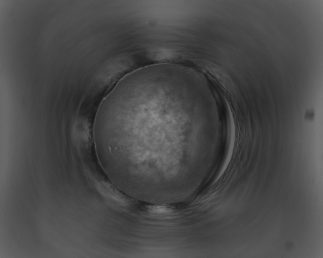 X0000093590380200710221528