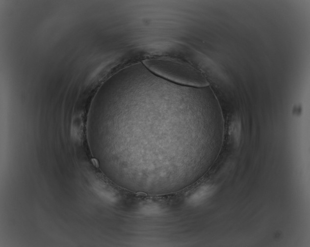 X0000093590868200710221521