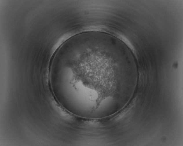 X0000093590994200710221520
