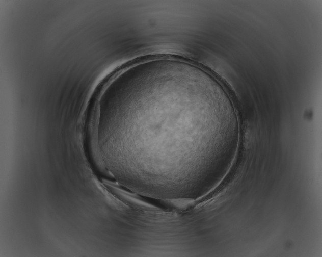 X0000093591024200710221519