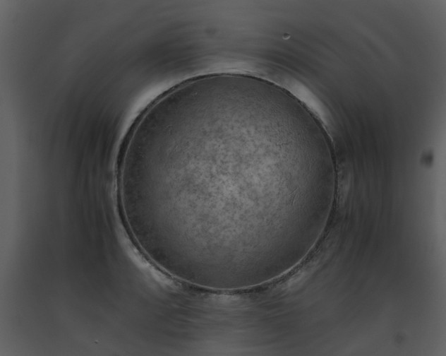 X0000093591088200710221518