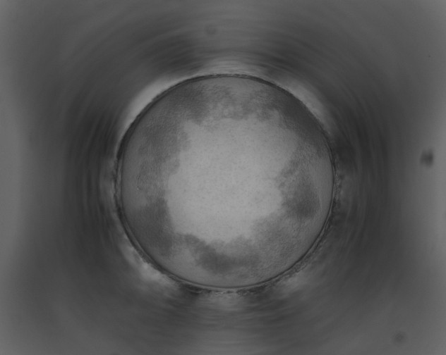X0000093591094200710221518
