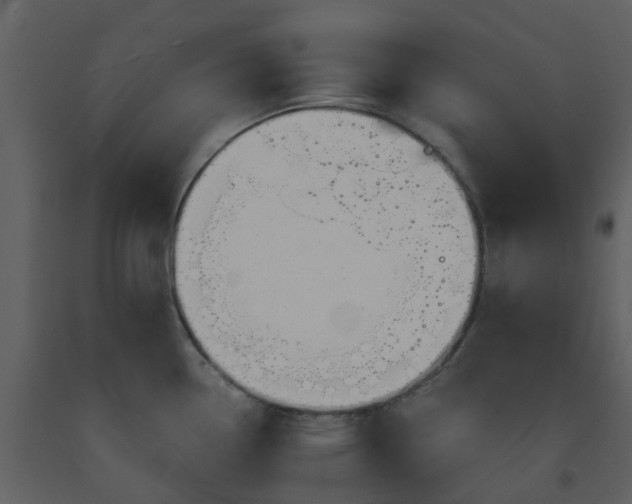 X0000093591338200710221516