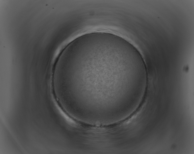 X0000093591525200710221513