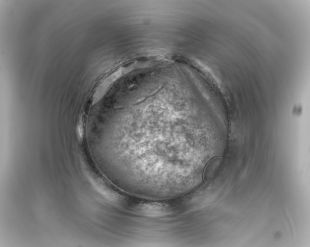 X0000093590069200710291131