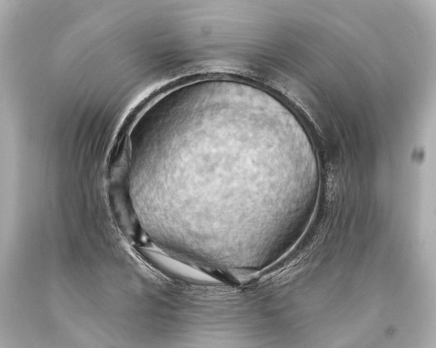 X0000093591024200710291118