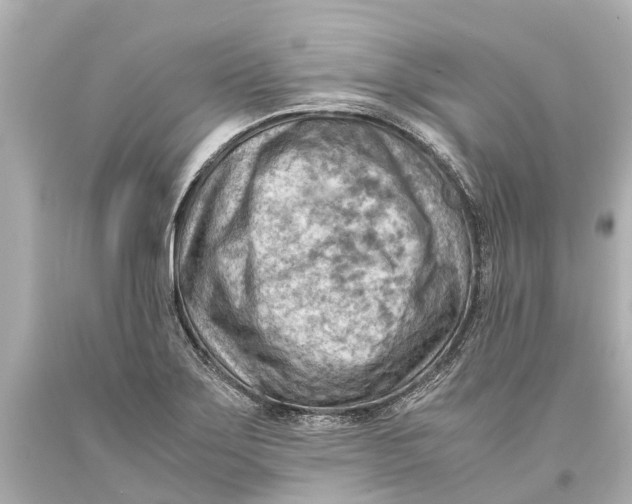 X0000093591275200711051131