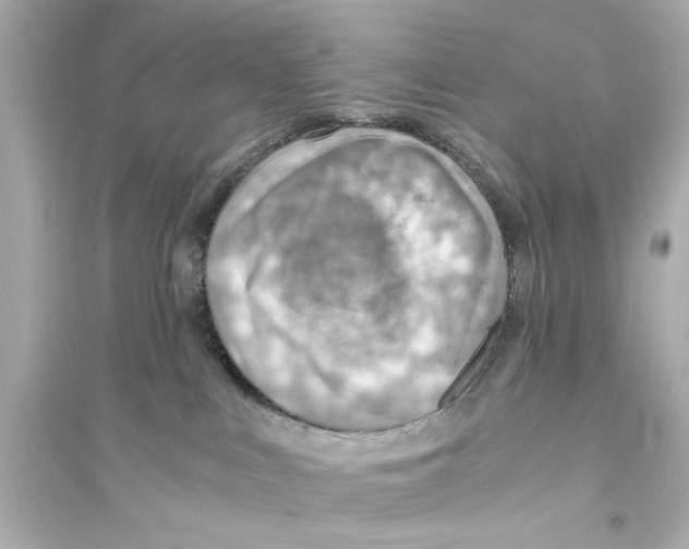 X0000093590043200711121135