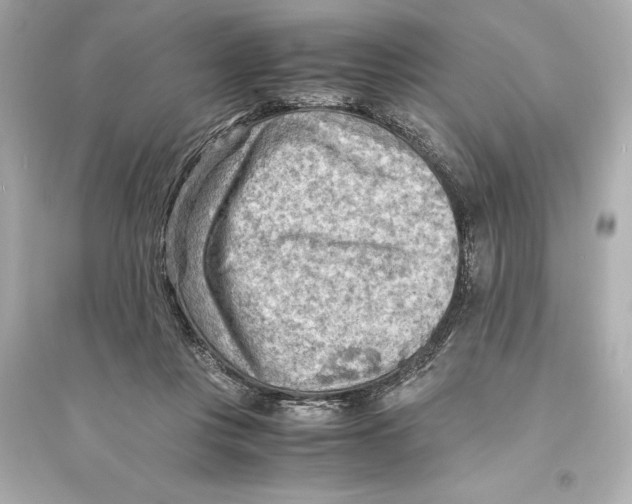 X0000093590359200711121130