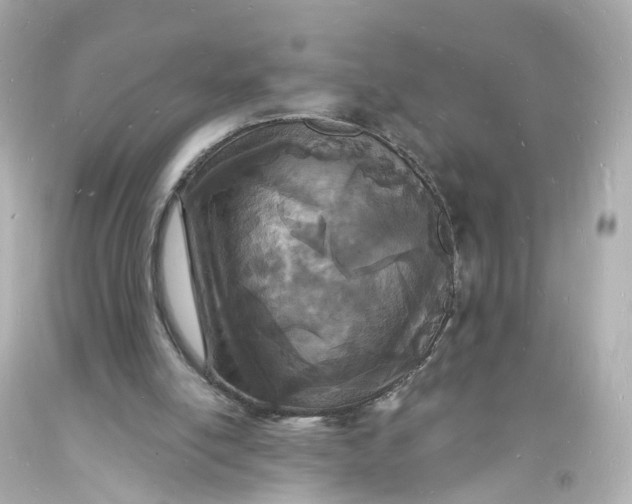 X0000093600054200711051206