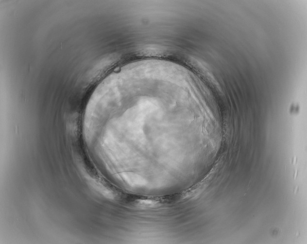 X0000093600167200711051206