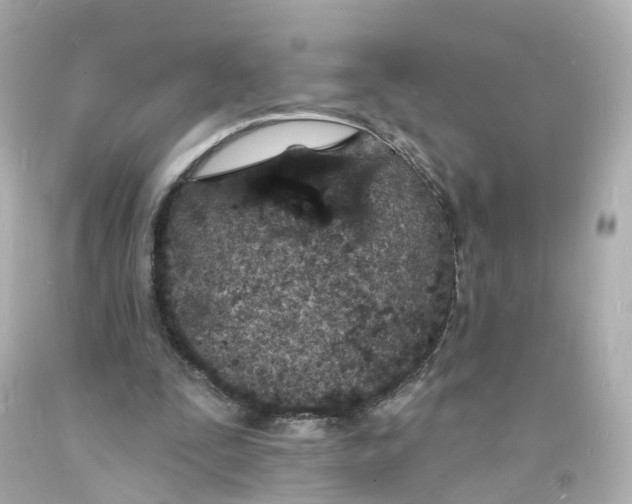 X0000093600295200711051204