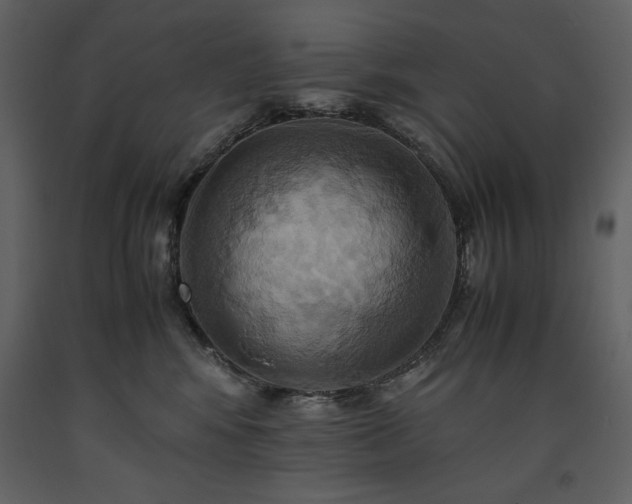 X0000093610424200710221611