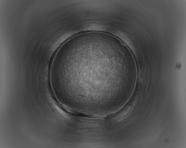 X0000093610437200710221610