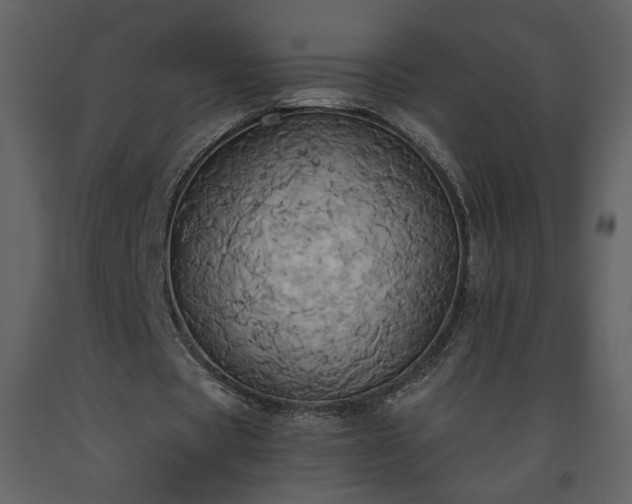 X0000093610529200710221609