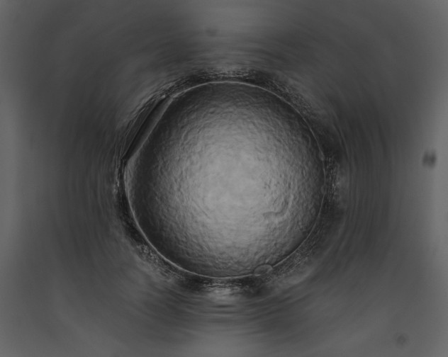 X0000093610746200710221607