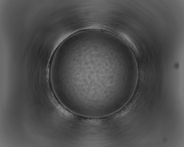 X0000093610900200710221604