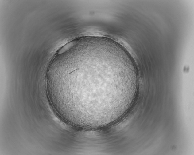 X0000093610433200710291209