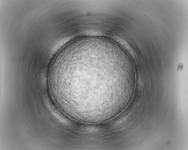X0000093610533200710291207