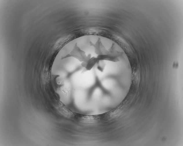 X0000093610381200711051224