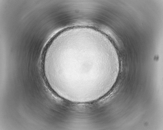 X0000093610828200711121210