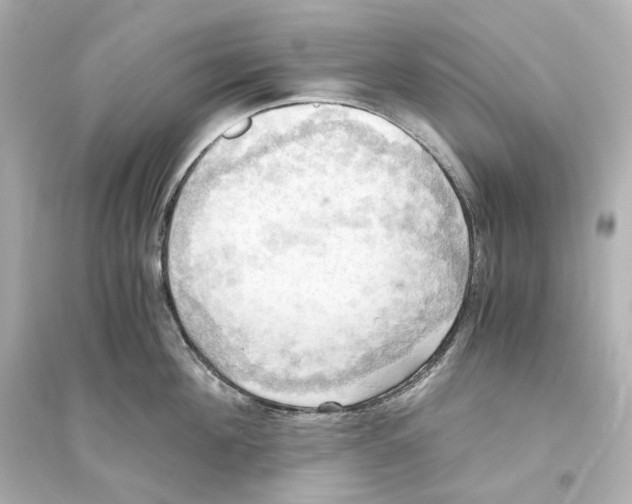 X0000093610908200711121209