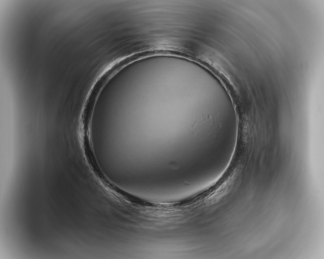 X0000093621024200710151257