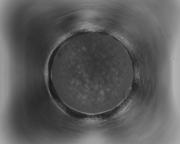 X0000093620630200710221547