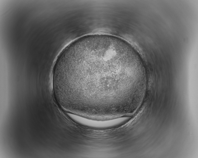 X0000093621224200710221540