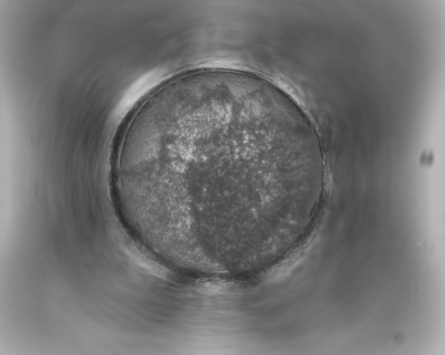 X0000093620199200710291233