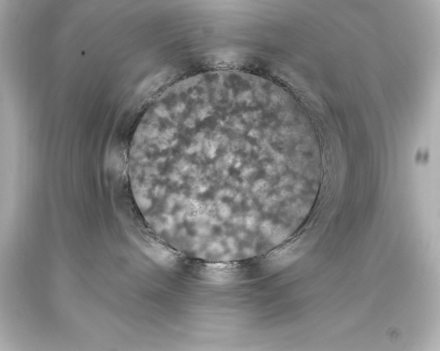 X0000093620240200710291232