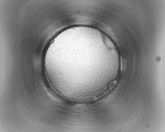 X0000093620252200710291232