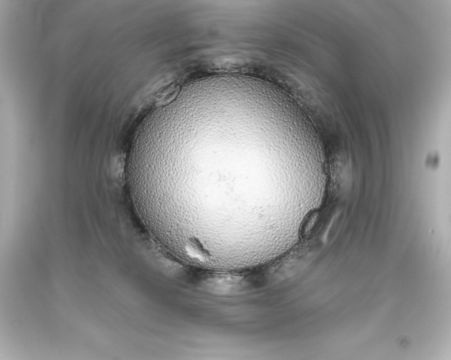X0000093620278200710291232