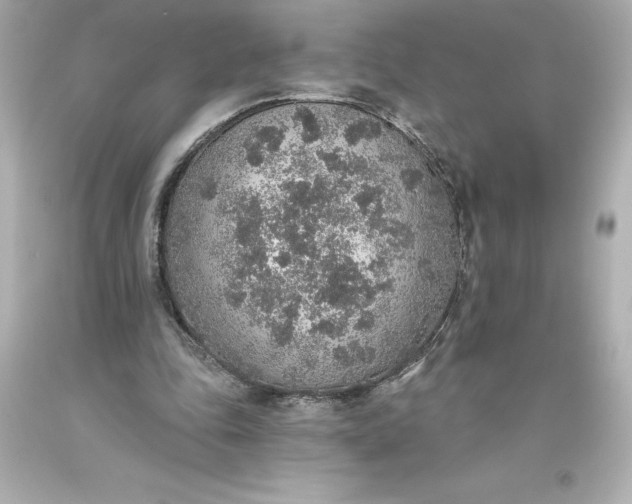 X0000093620343200710291230