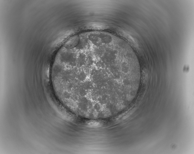 X0000093620358200710291231