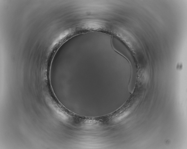 X0000093620399200710291230