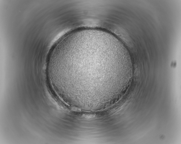 X0000093620440200710291229
